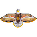 Bird Kite Eagle